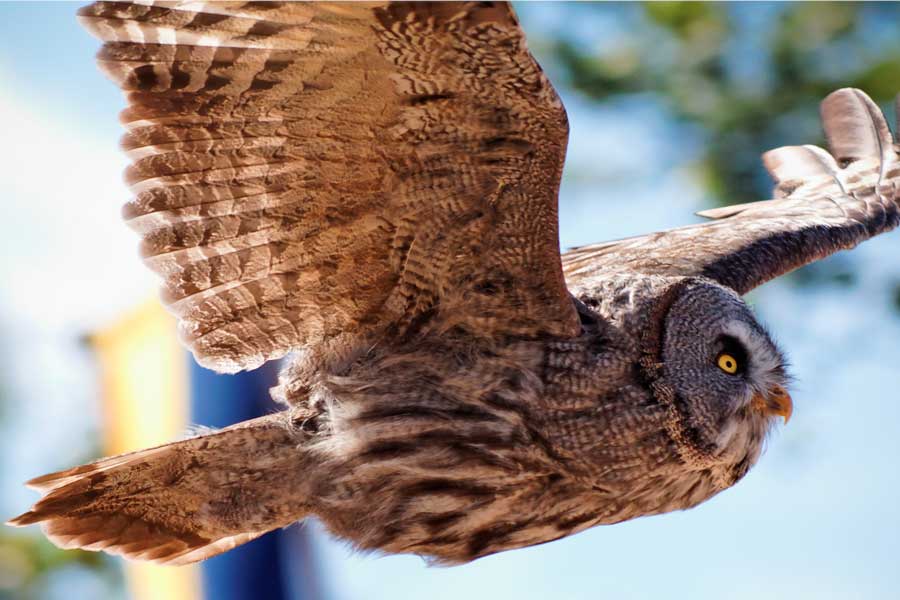 Le bal des oiseaux - Puy du Fou - Chambre d'hote famille puy du fou